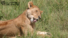 2007-04-14 - Kenya lion cleaning